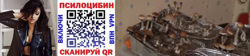 Псилоцибиновые грибы ЛСД  Купить  Багратионовск 
